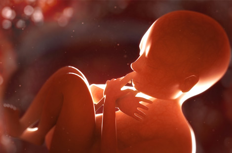 Baby im Mutterbauch - 3D Grafik