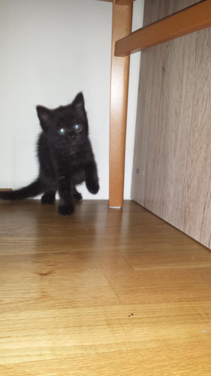 Katze Zu Vergeben Babyforumat