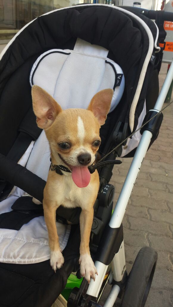 Kostenlos verschenken hundewelpen zu Mischlingswelpen, Welpen