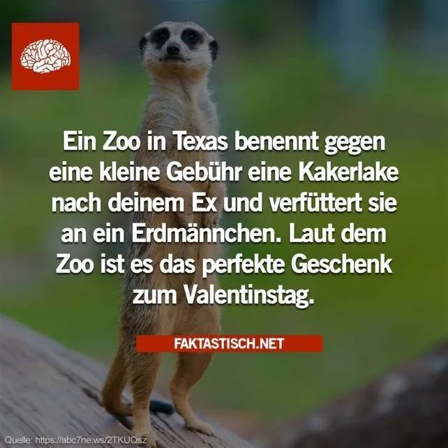 gvrdk8xh0aik.webp