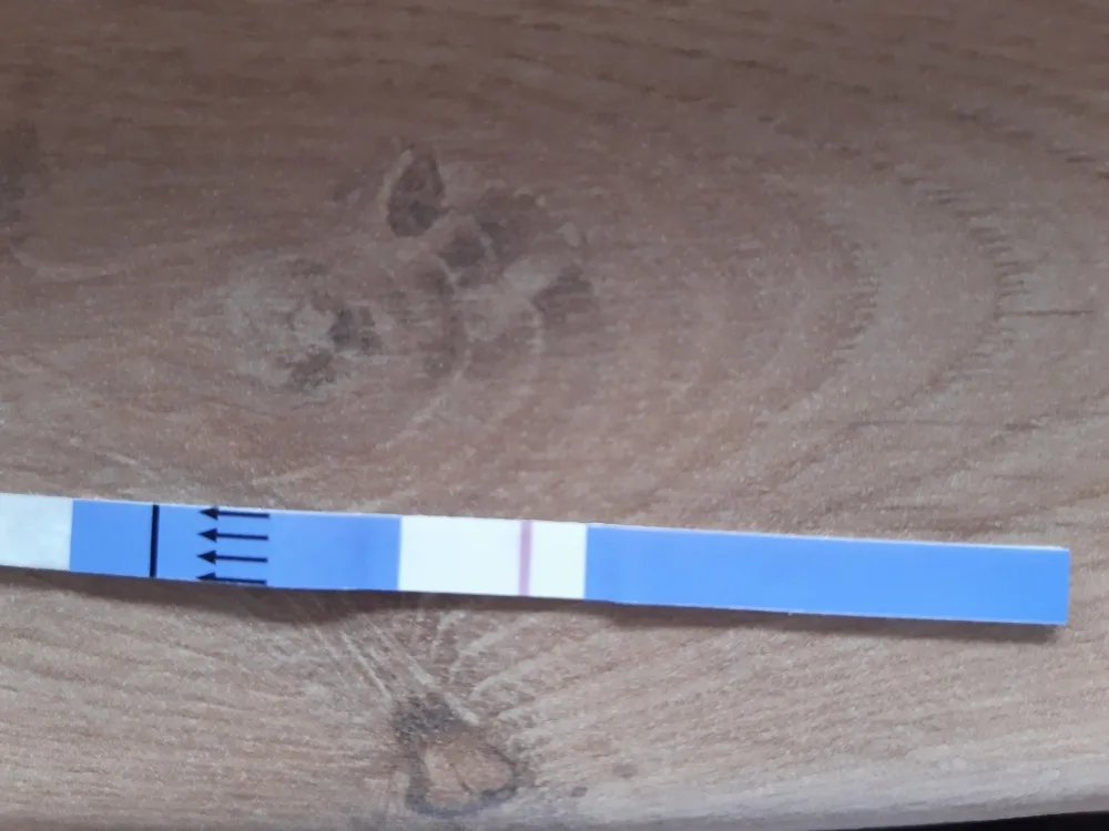 x4hlpjus78ct.webp