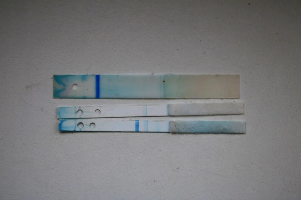 v7yt462dfrrt.webp