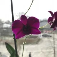 Marie_Graz