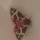 biene91
