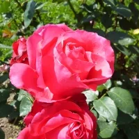 Anne_