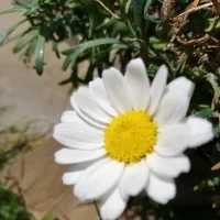 Elisa4