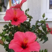 Hibiskus81