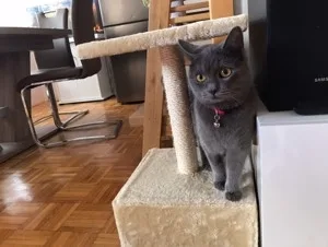 Avatar