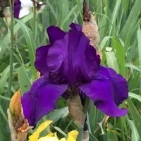 blume_88