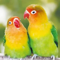 littlebirdie