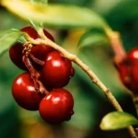 foxberry