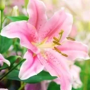 Lily011