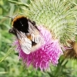 CoCoMaMa