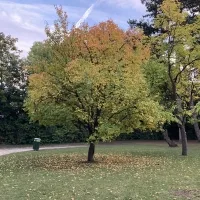Mausebacke