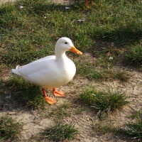 Miniaturbild