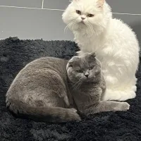 sansarah